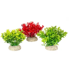 Plant Glosso S - Height 9Cm Mixed Colors2